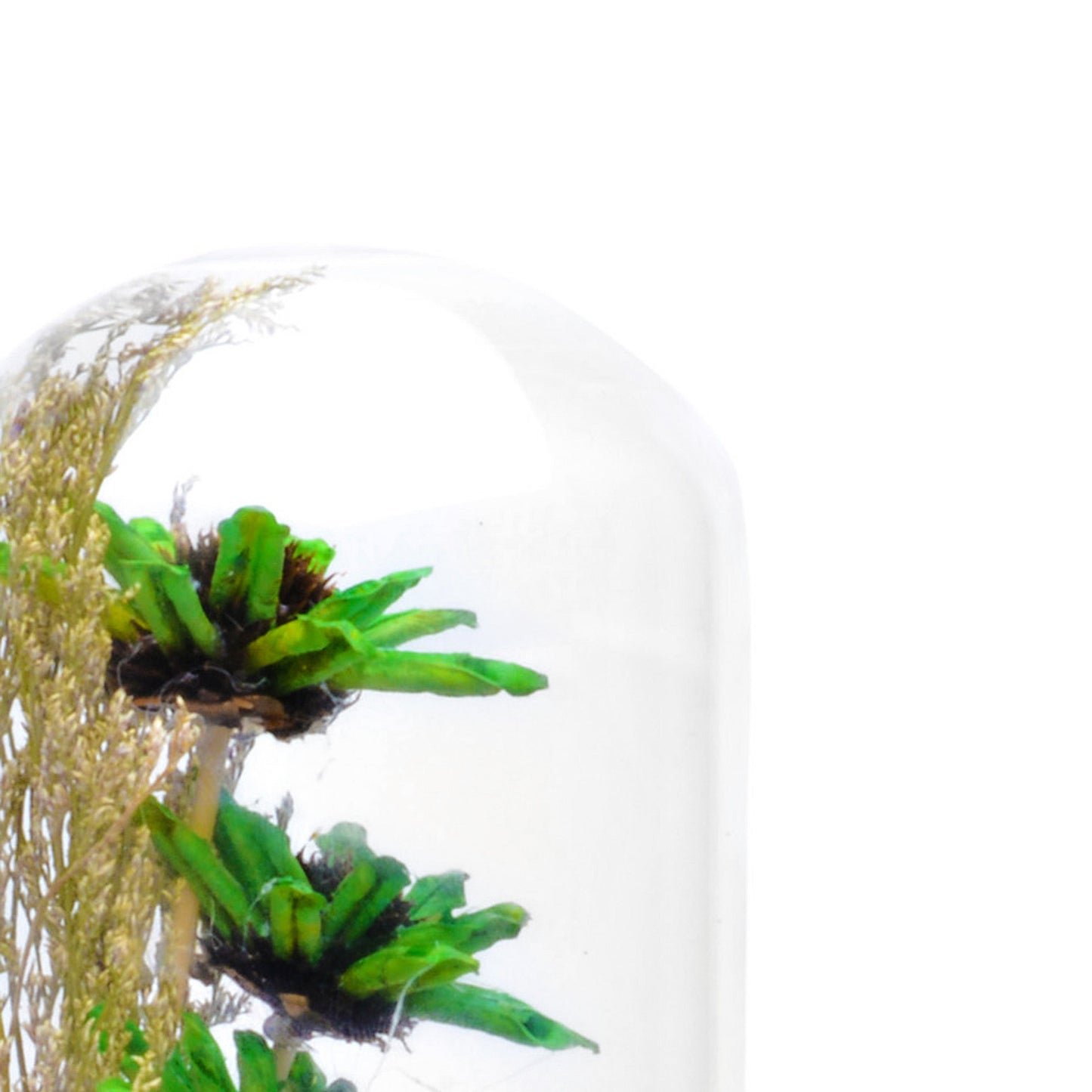Modern Glass Dome Planter (Green)