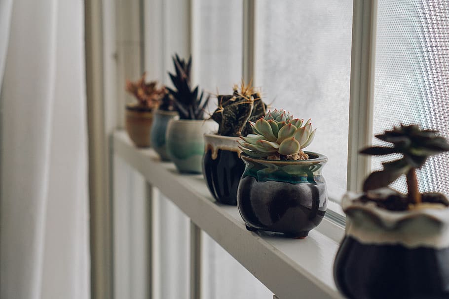 Pots & Planters