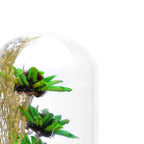 Modern Glass Dome Planter (Green)