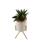 Pot Planter with Golden Stand