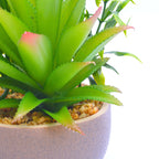 Aloe-vera Pot Planter
