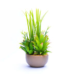 Aloe-vera Pot Planter