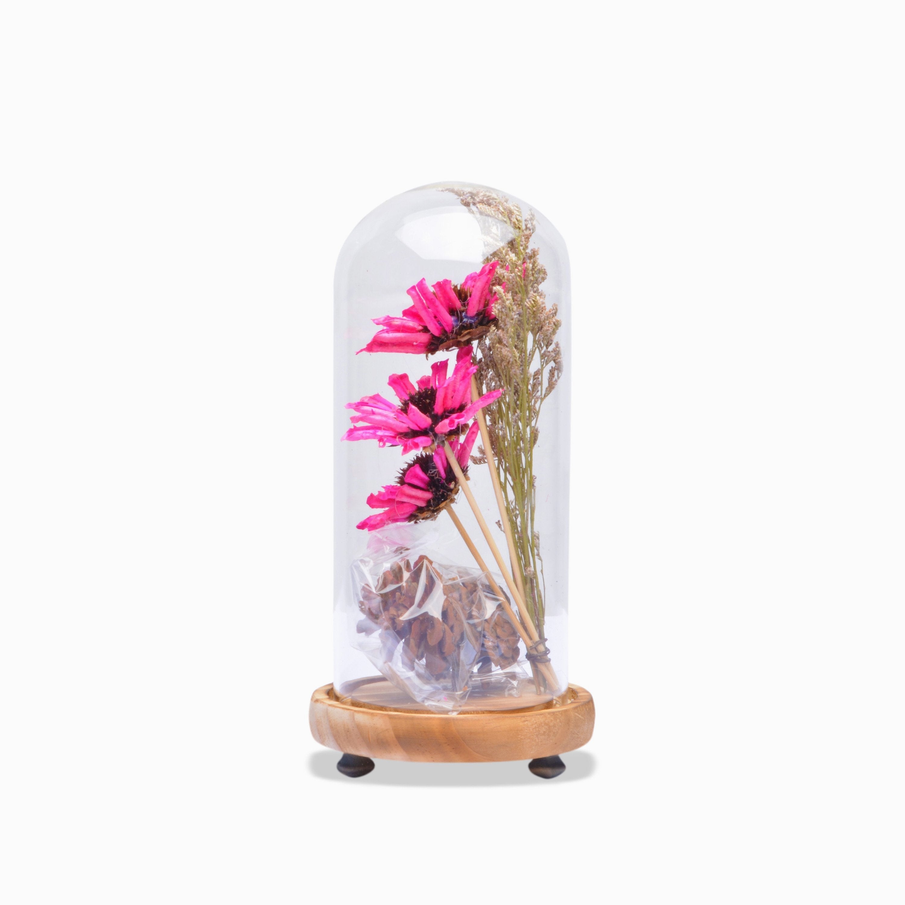 Modern Glass Dome Planter (Pink)