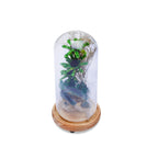 Modern Glass Dome Planter (Green)