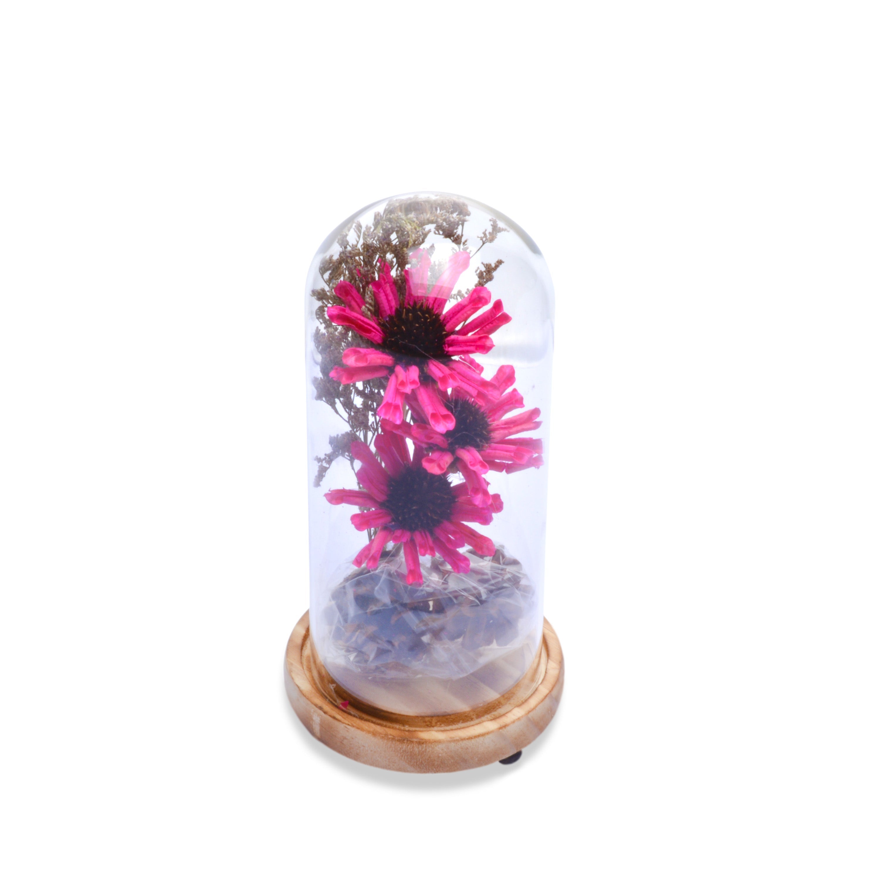 Modern Glass Dome Planter (Pink)