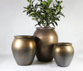 The Glazed (Set Of 3)